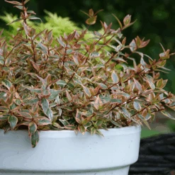 Tres Amigos™ Abelia 8 Tres Amigos™ Abelia -Great Garden Plants AbeliaTresAmigosDSC07008 800x800 75e6e98