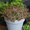 Tres Amigos™ Abelia -Great Garden Plants AbeliaTresAmigosDSC07011 800x800 22739ae