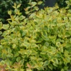 Brilliantina™ Abelia -Great Garden Plants Abelia Brilliantina DSC09704 1080x1080 a33aeef