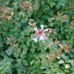 Brilliantina™ Abelia 8 Brilliantina™ Abelia -Great Garden Plants Abelia Brilliantina P1238957 1080x1080 1b883b5