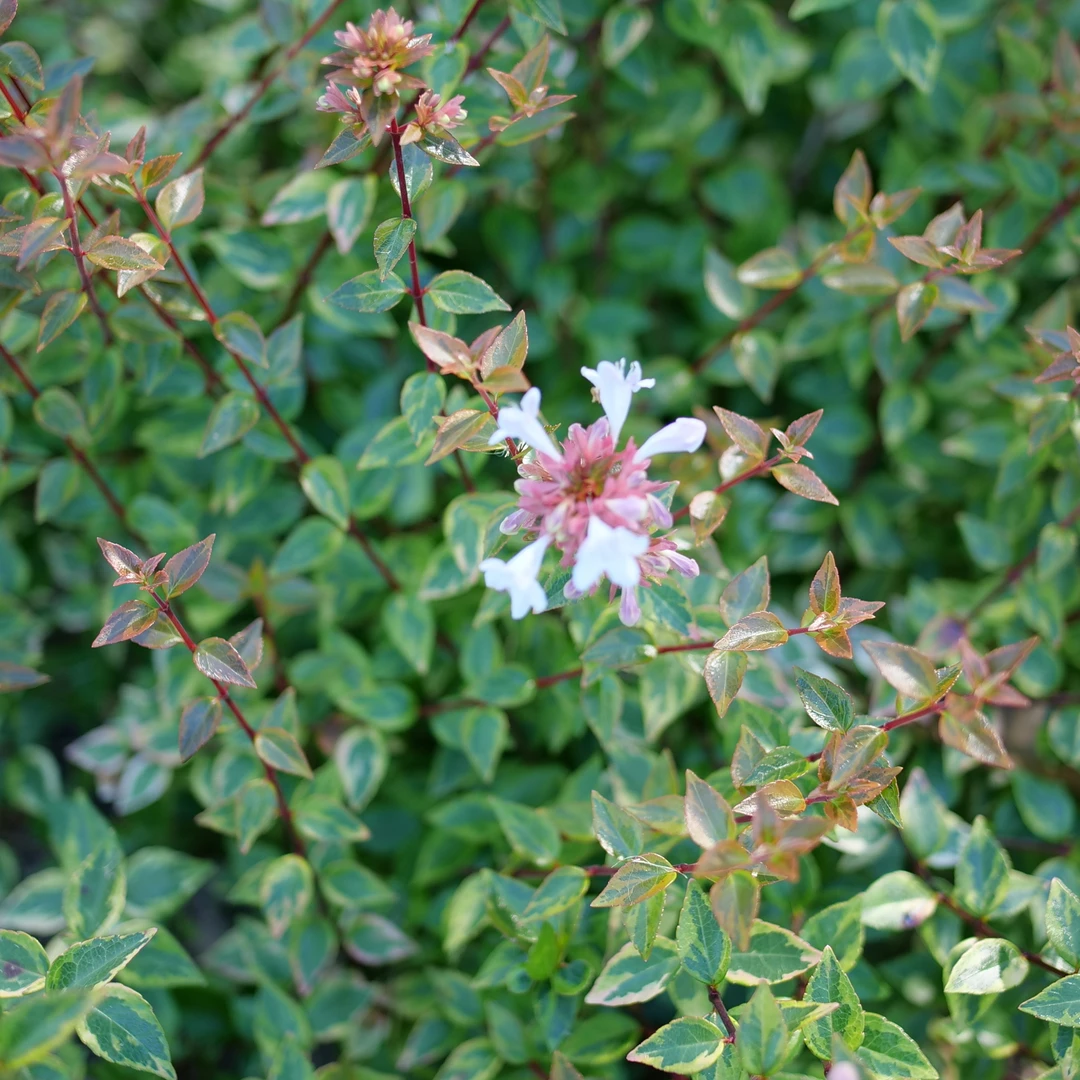 Brilliantina™ Abelia 4 Brilliantina™ Abelia - Image 2