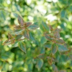 Brilliantina™ Abelia 9 Brilliantina™ Abelia -Great Garden Plants Abelia Brilliantina P1238958 1080x1080 873aa77