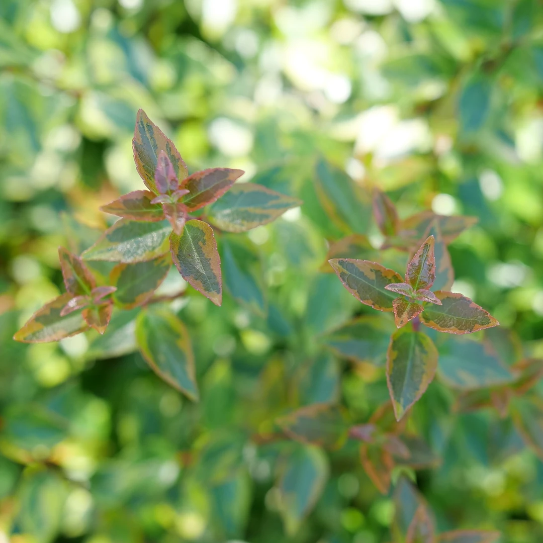 Brilliantina™ Abelia 5 Brilliantina™ Abelia - Image 3