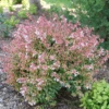 Poco Loco™ Abelia -Great Garden Plants Abelia Poco Loco P1218410 1080x1080 139469e