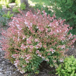 Great Garden Plants 9 Poco Loco™ Abelia