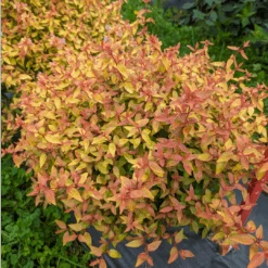 Great Garden Plants -Great Garden Plants Abelia Poco Loco PXL 20230811 171613498 1080x1080 ad9dbb7