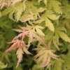 Metamorphosa™ Japanese Maple -Great Garden Plants AcerMetamorphosaIMG 1121 800x800 2a1909c