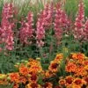 Kudosâ„¢ Ambrosia Hummingbird Mint 1 Kudosâ„¢ Ambrosia Hummingbird Mint -Great Garden Plants Agastache Kudos Ambrosia 2
