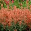 Kudosâ„¢ Mandarin Hummingbird Mint 1 Kudosâ„¢ Mandarin Hummingbird Mint -Great Garden Plants Agastache Kudos Mandarin 2