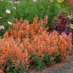 Kudos™ Mandarin Hummingbird Mint 5 Kudos™ Mandarin Hummingbird Mint -Great Garden Plants Agastache Kudos Mandarin 5