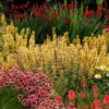 Poquito™ Butter Yellow Hummingbird Mint -Great Garden Plants Agastache Poquito Butter Yellow 1 P