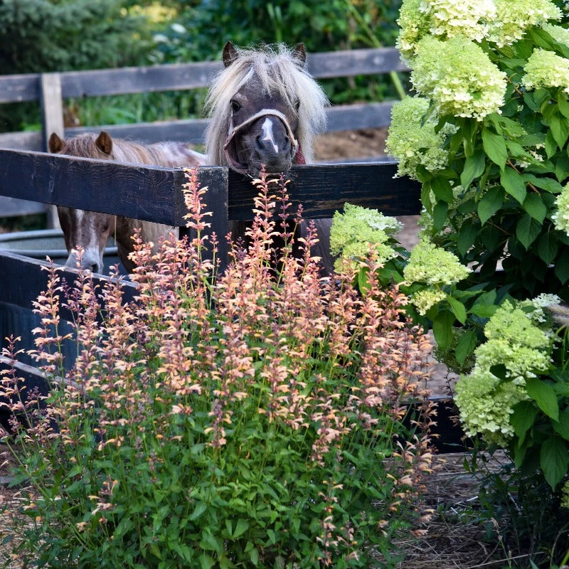 Meant To Bee™ Queen Nectarine Hummingbird Mint 4 Meant To Bee™ Queen Nectarine Hummingbird Mint - Image 2