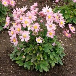Satin Doll™ 'Glow' Japanese Anemone -Great Garden Plants Anemone Satin Doll Glow 1 400x400 1