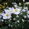 'Honorine Jobert' Japanese Anemone -Great Garden Plants Anemone HonorineJobert JapaneseAnemone