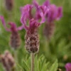 Anouk Deep Rose Spanish Lavender -Great Garden Plants Anouk deep rose 2