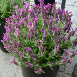 Anouk Deep Rose Spanish Lavender -Great Garden Plants Anouk deep rose