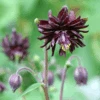 'Black Barlow' Columbine -Great Garden Plants AquilegiavulgarisBlackBarlow 090525gbp001