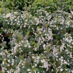 Low Scape Snowfire™ Aronia