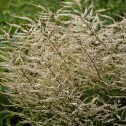 'Chantilly Lace' Goatsbeard -Great Garden Plants Aruncus Chantilly Lace 3 P sw