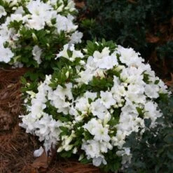 Bloom-A-Thon® White Reblooming Azalea -Great Garden Plants Azalea Bloom A Thon White 1 bd3d5e74 eb46 43dc 83e3 67a5d4c21802 sw
