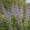 Decadence® 'Blue Bubbly' False Indigo -Great Garden Plants Baptisia BlueBubbly FalseIndigo