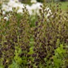 Decadence® 'Dark Chocolate' False Indigo -Great Garden Plants Baptisia DarkChocolate FalseIndigo