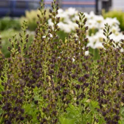 Decadence® 'Dark Chocolate' False Indigo -Great Garden Plants Baptisia DarkChocolate FalseIndigo 2