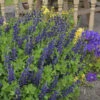 Decadence® 'Sparkling Sapphires' False Indigo -Great Garden Plants Baptisia SparklingSapphires FalseIndigo 1