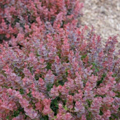 Sunjoy Mini Maroon® Barberry -Great Garden Plants Berberis Sunjoy Mini Maroon 2 P