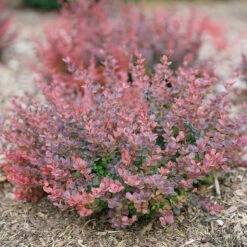 Sunjoy Mini Maroon® Barberry -Great Garden Plants Berberis Sunjoy Mini Maroon 6 P