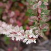 Sunjoy Sequins® Barberry -Great Garden Plants Berberis Sunjoy Sequins 1