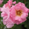 Blushing Drift® Rose 1 Blushing Drift® Rose -Great Garden Plants BlushingDrift