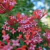 Estrellita Little Star™ Firecracker Bush -Great Garden Plants BouvardiaEstrellitaLittleStarP1094895 800x800 4be9688