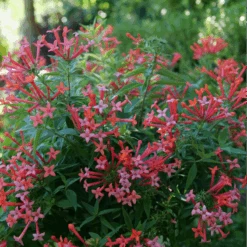 Estrellita Little Star™ Firecracker Bush 7 Estrellita Little Star™ Firecracker Bush -Great Garden Plants BouvardiaEstrellitaLittleStarP1094912 800x800 9916cfb