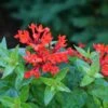 Estrellita™ Scarlet Firecracker Bush 2 Estrellita™ Scarlet Firecracker Bush -Great Garden Plants Bouvardia Estrellita Scarlet P1228533 800 800 60