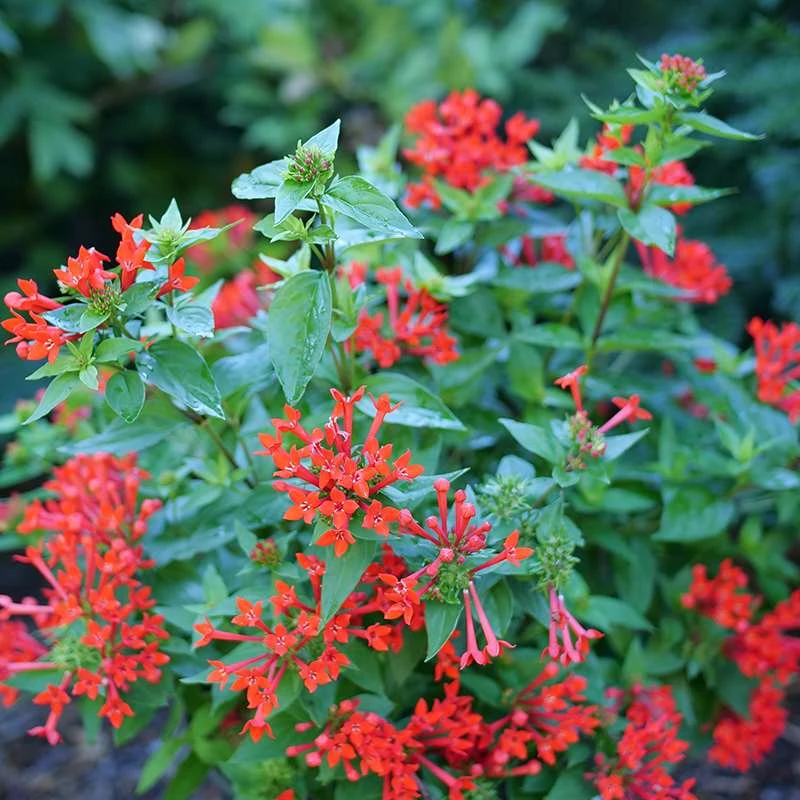 Estrellita™ Scarlet Firecracker Bush 4 Estrellita™ Scarlet Firecracker Bush - Image 2