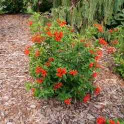 Estrellita™ Scarlet Firecracker Bush 10 Estrellita™ Scarlet Firecracker Bush -Great Garden Plants Bouvardia Estrellita Scarlet P1238155 800 800 60