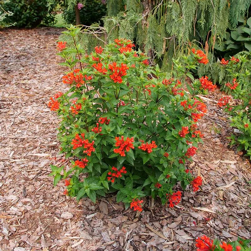 Estrellita™ Scarlet Firecracker Bush 6 Estrellita™ Scarlet Firecracker Bush - Image 4