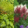 Brighten A Shady Spot Collection -Great Garden Plants Brighten My Shade Garden Collection L