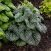 'Jack Of Diamonds' Siberian Bugloss -Great Garden Plants Brunnera Jack of Diamonds 1 P