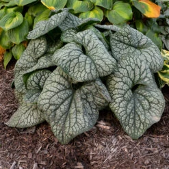 'Jack Of Diamonds' Siberian Bugloss 10 'Jack Of Diamonds' Siberian Bugloss -Great Garden Plants Brunnera Jack of Diamonds 2 P