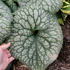 'Jack Of Diamonds' Siberian Bugloss 8 'Jack Of Diamonds' Siberian Bugloss -Great Garden Plants Brunnera Jack of Diamonds 3 P