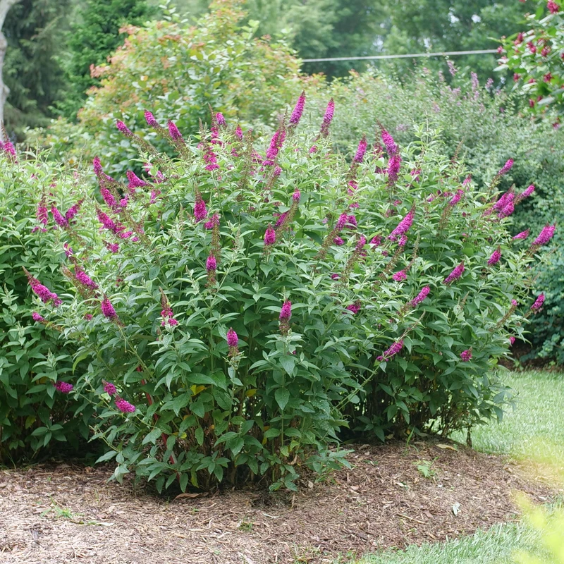'Miss Molly' Butterfly Bush 5 'Miss Molly' Butterfly Bush - Image 3