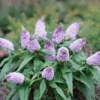 Pugster Amethyst® Butterfly Bush -Great Garden Plants BuddleiaPugsterAmethystDSC05393 800x800 50d6652