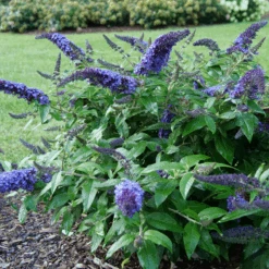 Pugster Blue® Butterfly Bush -Great Garden Plants BuddleiaPugsterBlueP1000453 800x800 e5bd860