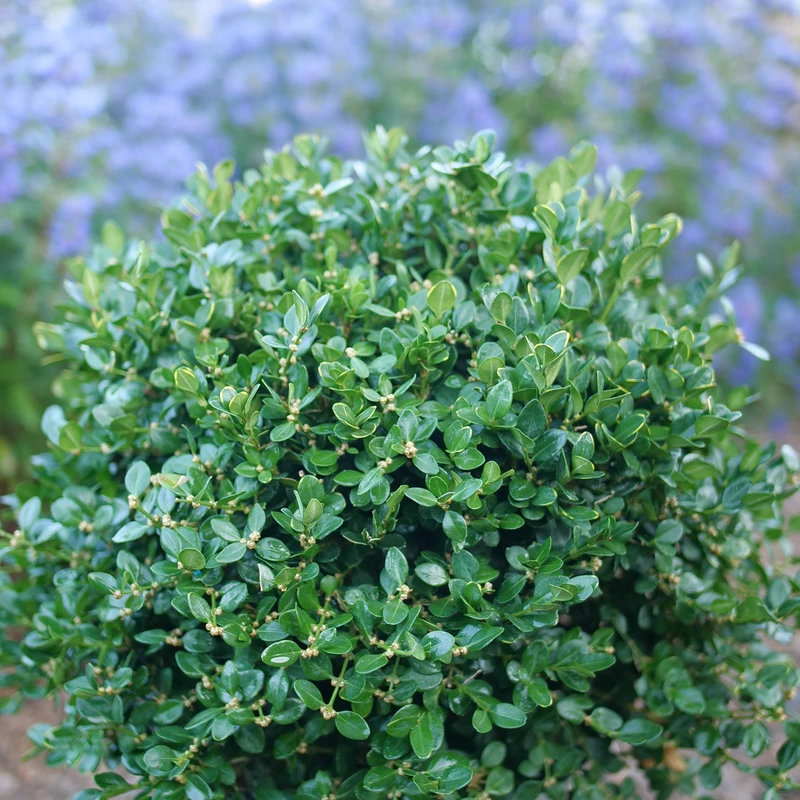 Neatball™ Boxwood 3 Neatball™ Boxwood