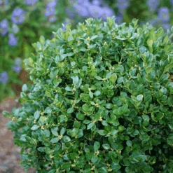 Neatball™ Boxwood 8 Neatball™ Boxwood -Great Garden Plants BuxusNeatballP1238996 800x800 f8268c9
