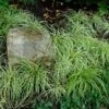 'Evergold' Sedge -Great Garden Plants CAREV1Q 1