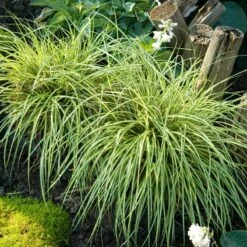 'Evergold' Sedge 10 'Evergold' Sedge -Great Garden Plants CAREV1Q 4