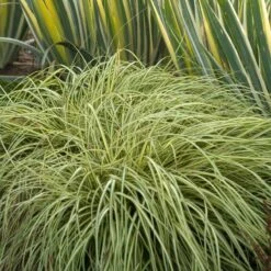 'Evergold' Sedge 11 'Evergold' Sedge -Great Garden Plants CAREV1Q 5
